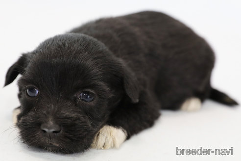 成約済の神奈川県のミックス犬-268797の3枚目